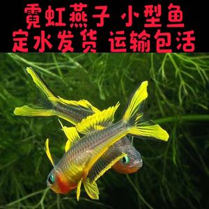 霓虹燕子橘红珍珠阿鲁小型新郎官活体观赏鱼淡水热带灯科鱼草缸