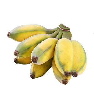 福建小米蕉 新鲜苹果粉蕉当季水果香蕉新鲜苹果蕉芭蕉5斤整箱包邮