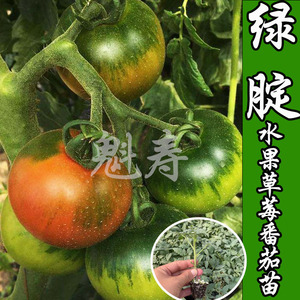 脆甜铁皮柿子苗秧丹东绿腚草莓西红柿种子籽水果番茄四季春秋种植