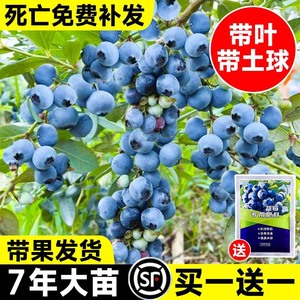 蓝莓树果苗盆栽带果蓝梅车厘子特大果南北方四季种植地栽水果树苗