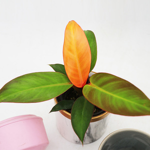 奥兰治 奥兰治品牌 价格 阿里巴巴