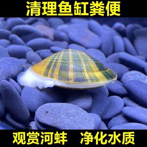 黄金蚬线蚌杜氏珠蚌鳑鲏繁殖蚌小河蚌净化水质原生蚌除绿水绿藻蚌