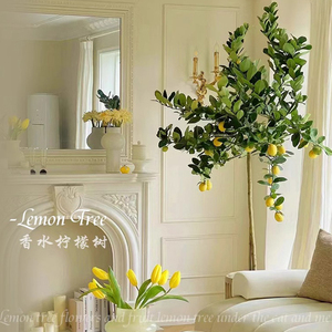 香水柠檬树盆栽带果可食用绿植大型室内客厅阳台四季开花植物好养