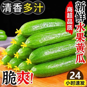 【直播专享】水果黄瓜新鲜生吃小黄瓜当季水果时令白玉女农家蔬菜