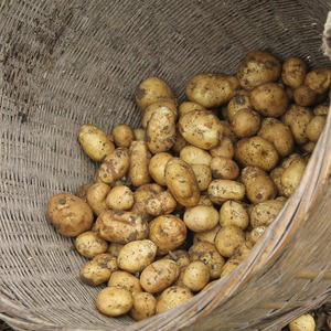 2024新鲜高山小土豆5斤包邮农家自种恩施小洋芋马尔科黄心小土豆
