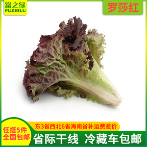 新鲜罗莎红生菜500g【任搭5份包邮】红叶生菜紫叶生菜250克/500克