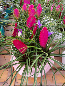 铁兰花紫花凤梨稀有品种室内铁兰盆栽净化空气去甲醛花卉包邮