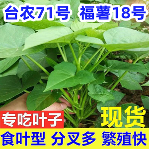 食用红薯叶苗专门吃叶子的红薯种子台湾地瓜叶食叶型番薯叶苗薯苕