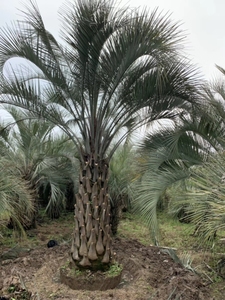 基地出售布迪椰子树 棕榈树 棕树海枣树 四季长青园林绿化风景树