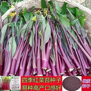 (红菜苔种子)红菜心紫菜油菜芯籽四季易种高产盆栽农家蔬菜种子