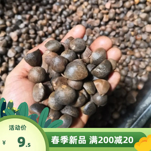 红花油茶种子山茶籽新种子新白花油茶籽自榨茶树籽油茶子带壳油料