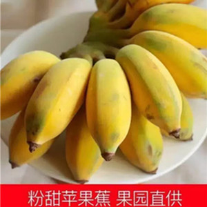 福建漳州农家小米蕉香甜苹果蕉软糯粉蕉红香蕉天宝香蕉青蕉无添加