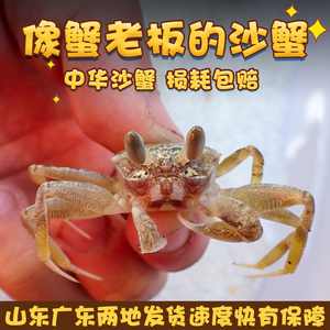 中华沙蟹蟹老板翻砂玉蟹翻沙生物观赏蟹寄居蟹宠物海水鱼缸海缸