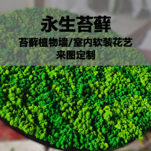 永生苔藓植物墙装饰画苔藓球定制软装