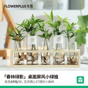 FlowerPlus花加桌面屏风竹柏清新小绿植净化空气盆栽水