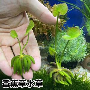 香蕉草水草结蕉草水中叶前景鱼缸造景活体懒人草无土浮萍水底植物