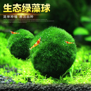 鱼缸水族箱造景阴性水草海藻球绿藻球生态瓶绿澡球水藻球微景观