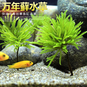 万年藓活体水草耐活耐低温苔藓鱼缸水族箱生态瓶雨淋缸造景阴性 阿里巴巴找货神器