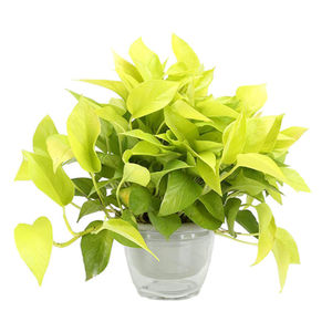 黄金葛金叶大叶绿萝可长藤盆栽除甲醛净化空气室内观叶桌摆植物
