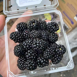 顺丰包邮 云南怡颗莓黑莓新鲜覆盆子水果黑树莓果桑葚125g/盒