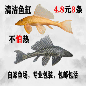热带观赏鱼清道夫清洁工鱼清理打扫鱼缸吃鱼屎冷水热带清洁琵琶鱼
