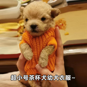 泰迪衣服幼犬茶杯犬小体狗狗秋冬小型犬奶狗小鹿犬吉娃娃宠物毛衣