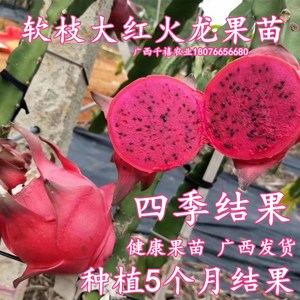 台湾软支大红火龙果苗特大果多汁当年结果四季盆栽南北方庭院种植