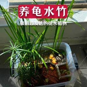 水竹风车草旱伞草挺水水草养龟养鱼庭院造景盆栽沼泽过滤水生植物