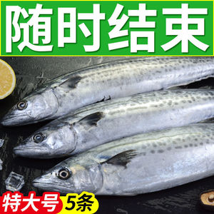 五斤鲅鱼5-6条 鲅鱼新鲜冷冻鲐鲅鱼马鲛鱼整条冷冻大青花鱼海鲜