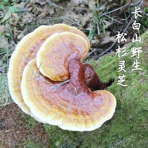 野生灵芝长白山铁杉灵芝白心赤芝粉特干货级250g整朵东北松杉灵芝