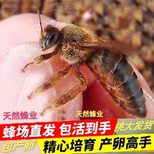 中蜂蜂王伏牛强群蜜蜂活体种王阿坝双色产卵王广东红背开产王包产