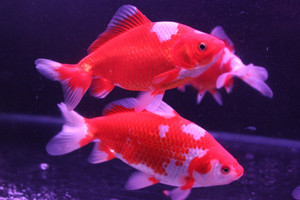观赏鱼和金鱼活体合金淡水懒人鱼红白金鱼园林鱼池鱼缸易养冷水