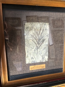辽西化石植物化石，产自朝阳北票，独板无裂，尺寸是