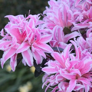 粉红蜘蛛 杜鹃  常绿Azalea pink spider盆栽 进口 新品 矮生大花
