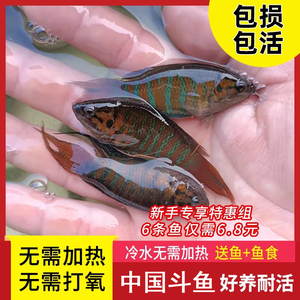 中国斗鱼活体活鱼淡水冷水普叉蓝叉小型观赏鱼好养耐养活鱼苗套餐