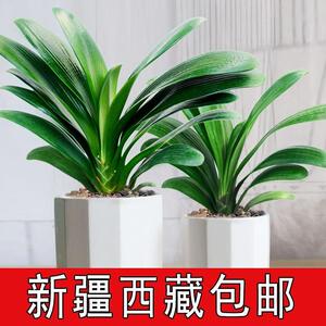 新疆西藏包邮君子兰盆栽元宝君子兰开花植物室内自己常绿好养花卉