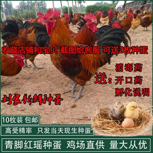 青脚红瑶鸡种蛋纯种红瑶受精蛋可孵化小鸡土鸡蛋可食用10枚起包邮