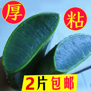 云南芦荟叶片新鲜叶子可吃食用植物美容灌肤专用特大补水敷脸盆栽