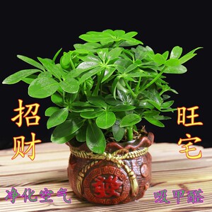 七叶莲花栽水养盆栽属虎树水培新宠植物七叶连八方来财绿植