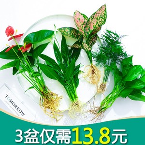 水培植物绿植室内水养白掌花卉盆栽文竹绿萝办公室四季水生富贵竹