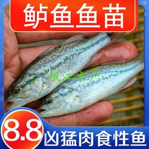 加州鲈鱼苗路亚大口黑鲈花鲈鱼台鲈优鲈五号凶猛食用观赏淡水鱼苗