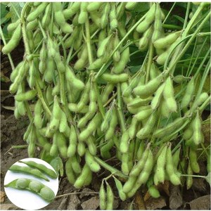 菜毛豆种子日本青黄豆早熟高产鲜食豆 农家春夏季四季播种蔬菜籽