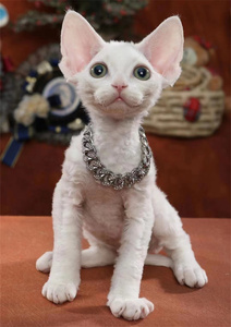 纯种德文卷毛猫活体猫咪大眼睛蓝眼黑色白色开脸虎斑不掉毛的猫咪