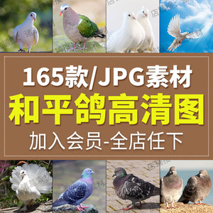 高清动物生物鸽子白鸽和平鸽信鸽设计喷绘打印合成JPG图片素材