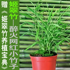 日木姬翠竹子盆景竹青轴力竹米竹迷你小竹子室内植物水养绿植盆栽