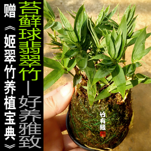 苔藓球竹苔玉翡翠竹日本姬竹室内绿植醉小迷你竹子君苗竹盆栽景竹 阿里巴巴找货神器