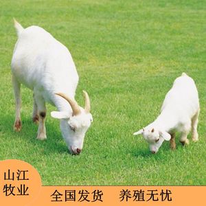 波尔山羊活体黄山羊活羊美国白山羊努比亚黑山羊怀孕母羊小羊羔