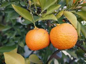 新鲜采摘 玳玳果 回青果 苦橙  代代果 现摘现发  枳实 苦橙果