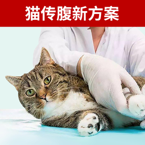 猫传腹干湿性腹水大肚子fipv抑制剂口服营养液水油剂片试纸