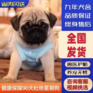 纯种小型宠物狗狗巴哥犬短毛迷你八哥幼犬黑脸巴哥活体幼犬憨厚型